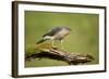 Sparrowhawk (Accipiter Nisus) Adult Male. Scotland, UK, February-Mark Hamblin-Framed Photographic Print