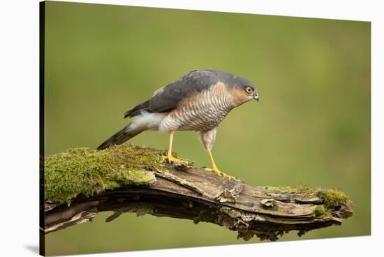 Sparrowhawk (Accipiter Nisus) Adult Male. Scotland, UK, February-Mark Hamblin-Stretched Canvas