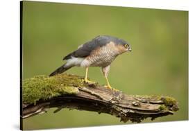 Sparrowhawk (Accipiter Nisus) Adult Male. Scotland, UK, February-Mark Hamblin-Stretched Canvas