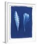 Sparrowhawk Feathers-Sarah Cheyne-Framed Giclee Print