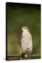 Sparrowhawk Female at Forest Pool-null-Stretched Canvas