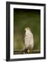 Sparrowhawk Female at Forest Pool-null-Framed Photographic Print