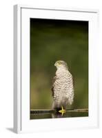 Sparrowhawk Female at Forest Pool-null-Framed Photographic Print