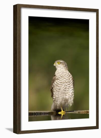 Sparrowhawk Female at Forest Pool-null-Framed Photographic Print