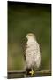 Sparrowhawk Female at Forest Pool-null-Mounted Photographic Print