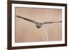 Sparrowhawk juvenile flying, Parainen Uto, Finland-Markus Varesvuo-Framed Photographic Print