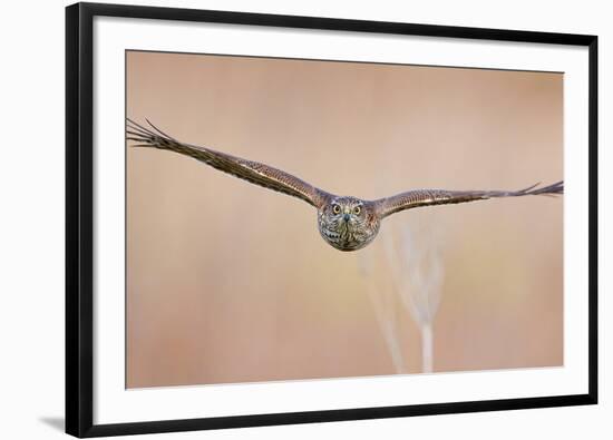 Sparrowhawk juvenile flying, Parainen Uto, Finland-Markus Varesvuo-Framed Photographic Print