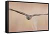 Sparrowhawk juvenile flying, Parainen Uto, Finland-Markus Varesvuo-Framed Stretched Canvas