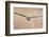 Sparrowhawk juvenile flying, Parainen Uto, Finland-Markus Varesvuo-Framed Photographic Print