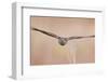 Sparrowhawk juvenile flying, Parainen Uto, Finland-Markus Varesvuo-Framed Photographic Print