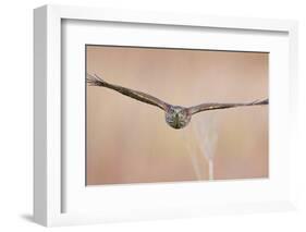 Sparrowhawk juvenile flying, Parainen Uto, Finland-Markus Varesvuo-Framed Photographic Print