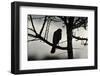 Sparrowhawk silhouetted, perched in hedgerow, Scotland-Laurie Campbell-Framed Photographic Print