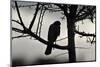 Sparrowhawk silhouetted, perched in hedgerow, Scotland-Laurie Campbell-Mounted Photographic Print