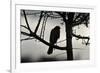 Sparrowhawk silhouetted, perched in hedgerow, Scotland-Laurie Campbell-Framed Photographic Print