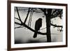 Sparrowhawk silhouetted, perched in hedgerow, Scotland-Laurie Campbell-Framed Photographic Print