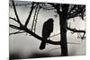 Sparrowhawk silhouetted, perched in hedgerow, Scotland-Laurie Campbell-Mounted Photographic Print