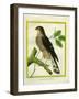 Sparrowhawk-Georges-Louis Buffon-Framed Premium Giclee Print