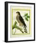 Sparrowhawk-Georges-Louis Buffon-Framed Premium Giclee Print