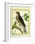 Sparrowhawk-Georges-Louis Buffon-Framed Premium Giclee Print