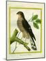 Sparrowhawk-Georges-Louis Buffon-Mounted Premium Giclee Print