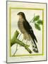 Sparrowhawk-Georges-Louis Buffon-Mounted Giclee Print