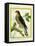 Sparrowhawk-Georges-Louis Buffon-Framed Stretched Canvas