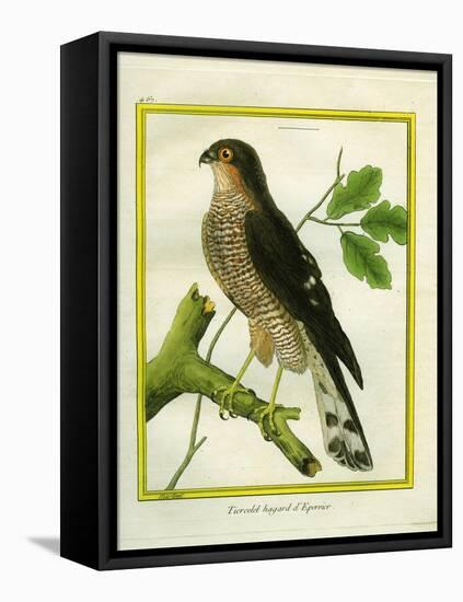 Sparrowhawk-Georges-Louis Buffon-Framed Stretched Canvas