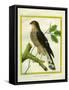 Sparrowhawk-Georges-Louis Buffon-Framed Stretched Canvas