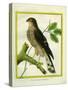 Sparrowhawk-Georges-Louis Buffon-Stretched Canvas