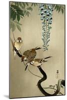Sparrows and Wisteria-Koson Ohara-Mounted Giclee Print