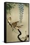 Sparrows and Wisteria-Koson Ohara-Framed Stretched Canvas