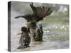 Sparrows Bathe in Puddles at the Moscow Red Square-null-Stretched Canvas