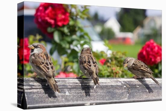 Sparrows in a Garden-Felipe Rodríguez-Stretched Canvas