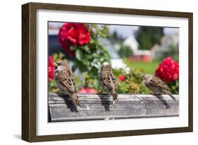 Sparrows in a Garden-Felipe Rodríguez-Framed Photographic Print