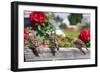 Sparrows in a Garden-Felipe Rodríguez-Framed Photographic Print