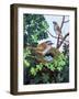 Sparrows Nest-null-Framed Giclee Print