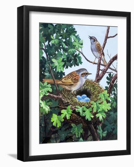 Sparrows Nest-null-Framed Giclee Print