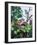 Sparrows Nest-null-Framed Giclee Print