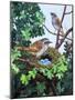 Sparrows Nest-null-Mounted Giclee Print