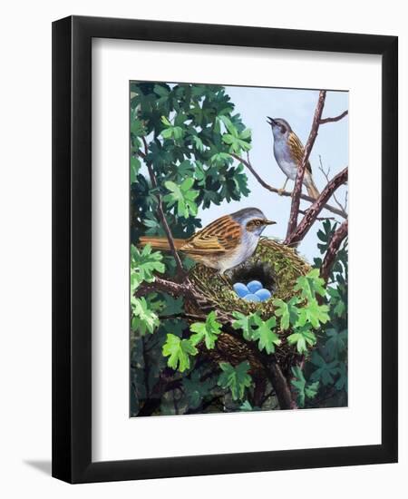 Sparrows Nest-null-Framed Premium Giclee Print