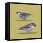 Sparrows-Franco Caballero-Framed Stretched Canvas