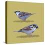 Sparrows-Franco Caballero-Stretched Canvas