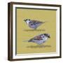 Sparrows-Franco Caballero-Framed Giclee Print