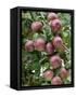 spartan' Apples on Apple Tree Norfolk, UK-Gary Smith-Framed Stretched Canvas