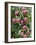 spartan' Apples on Apple Tree Norfolk, UK-Gary Smith-Framed Photographic Print