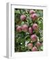 spartan' Apples on Apple Tree Norfolk, UK-Gary Smith-Framed Photographic Print