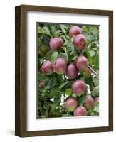 spartan' Apples on Apple Tree Norfolk, UK-Gary Smith-Framed Photographic Print