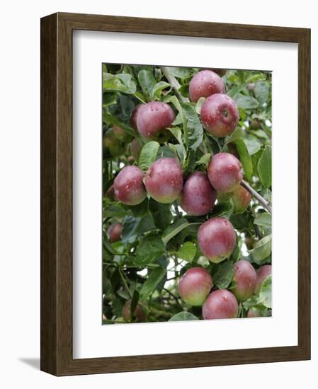 spartan' Apples on Apple Tree Norfolk, UK-Gary Smith-Framed Photographic Print