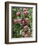 spartan' Apples on Apple Tree Norfolk, UK-Gary Smith-Framed Photographic Print