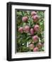 spartan' Apples on Apple Tree Norfolk, UK-Gary Smith-Framed Photographic Print